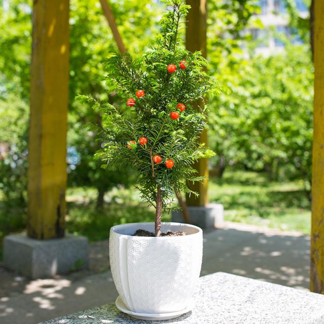 红豆杉苗木来源和繁殖及室内养护关键技术